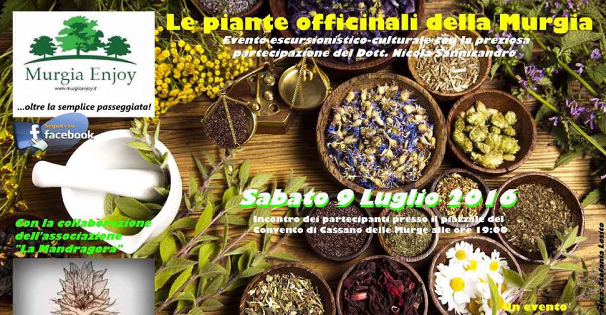 Cassano Le Piante Officinali Della Murgia Escursione Guidata Con