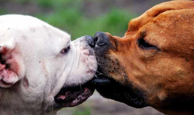 Animali e accoppiamento, ma esiste l'omosessualit tra i cani?  
