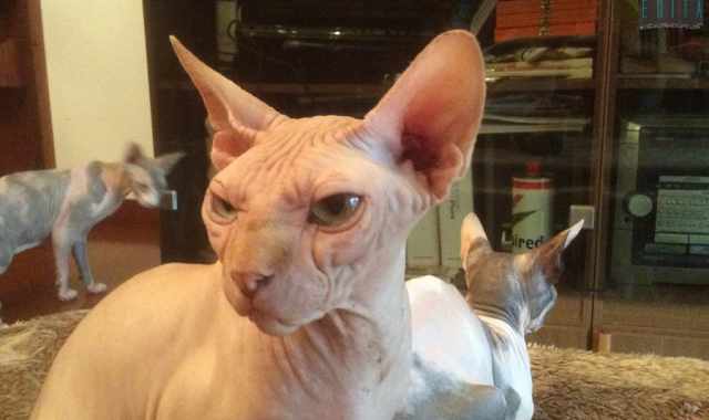 Gli sphynx, i ''gatti nudi'': Sono senza pelo e hanno bisogno di molte cure