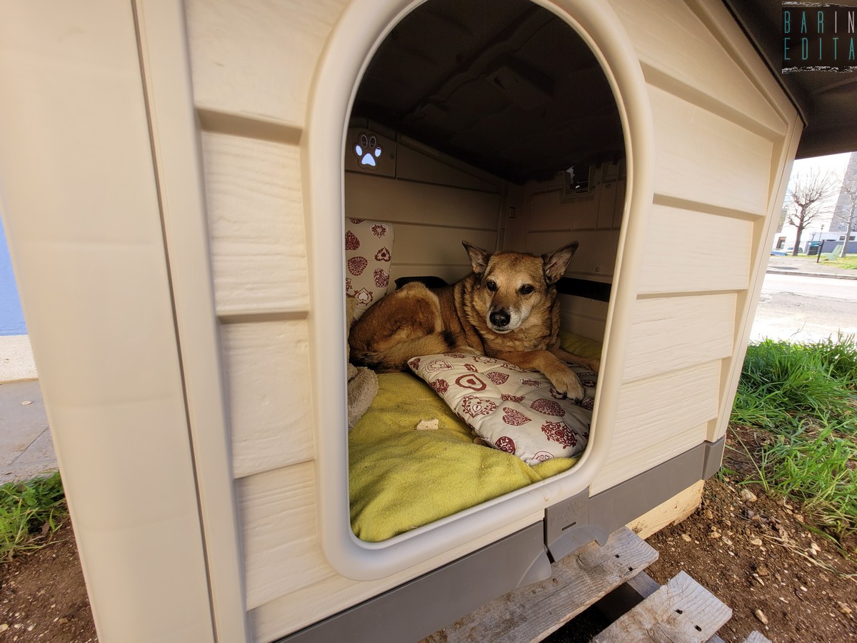 Modugno, la storia di Wally: quel cane di quartiere adottato dai