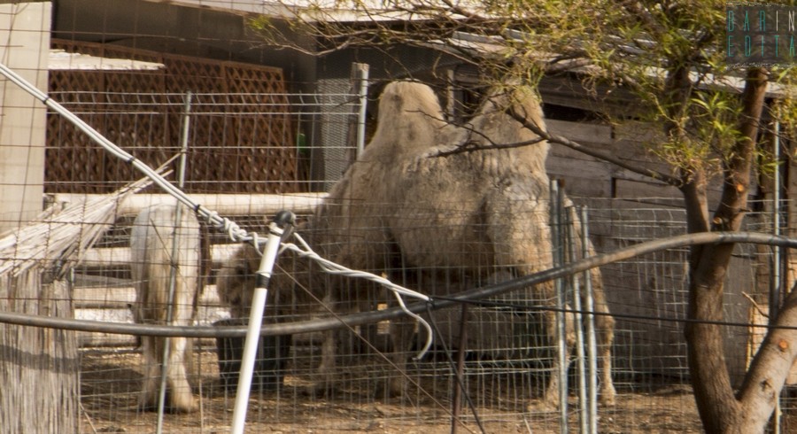 Cammelli E Lama Nel Quartiere Japigia Di Bari Cè Uno Zoo